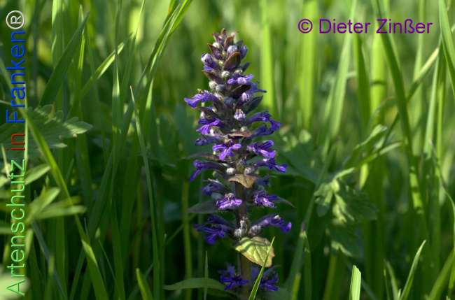 Bild zum Eintrag (1137973-160)