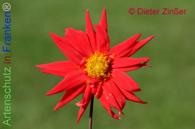 Bild zum Eintrag (1138044-160)