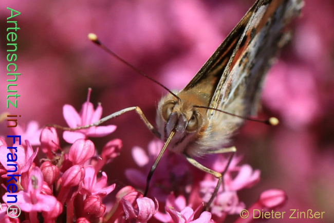 Bild zum Eintrag (1138121-160)