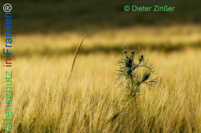 Bild zum Eintrag (1138175-160)