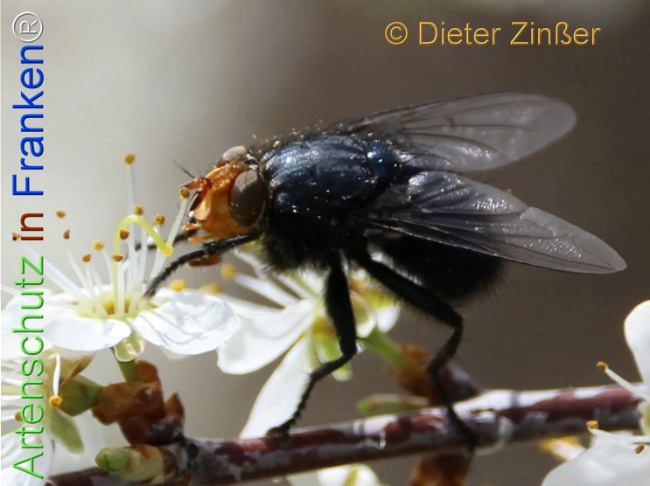 Bild zum Eintrag (1138259-160)