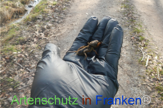 Bild zum Eintrag (1138336-160)