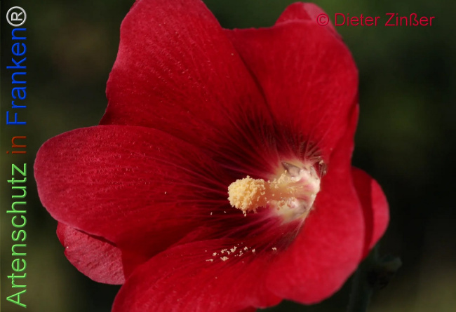 Bild zum Eintrag (1138354-160)