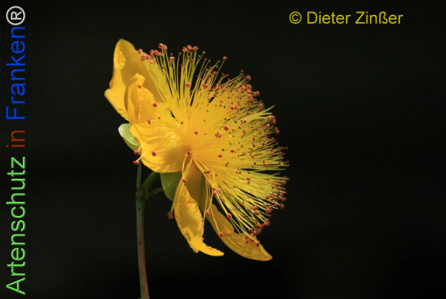 Bild zum Eintrag (1138399-160)