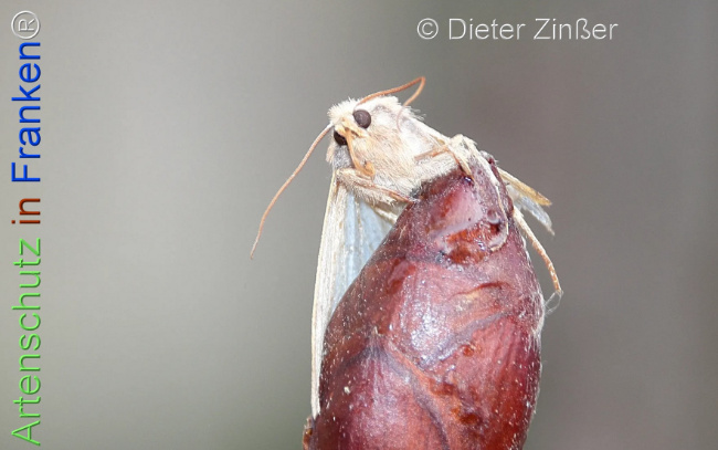 Bild zum Eintrag (1138429-160)