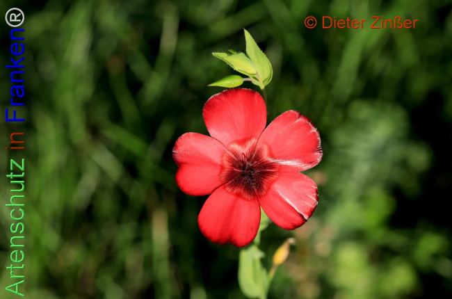 Bild zum Eintrag (1138534-160)