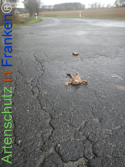 Bild zum Eintrag (1138536-160)