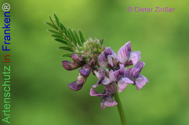 Bild zum Eintrag (1138550-160)