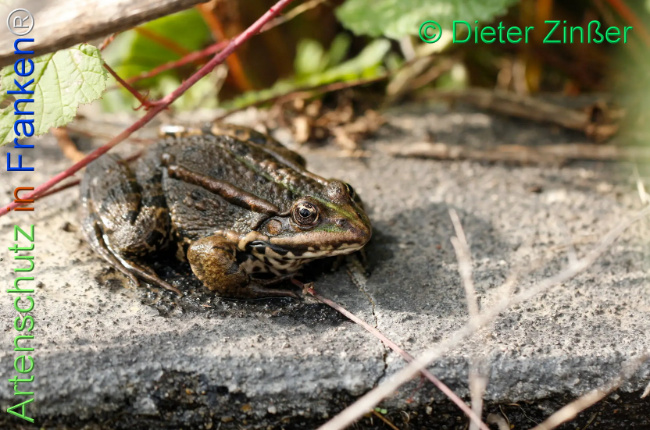 Bild zum Eintrag (1138586-160)