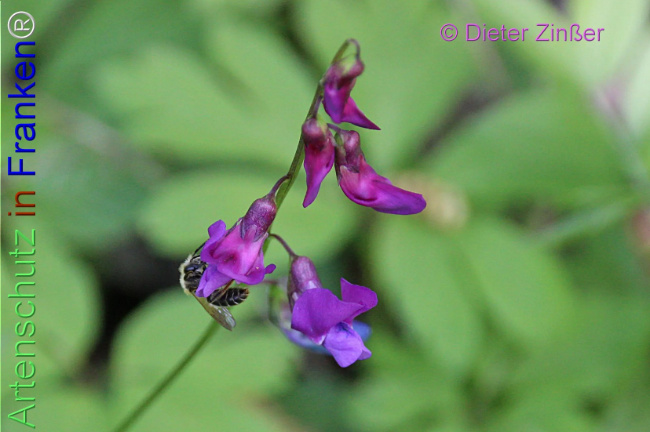 Bild zum Eintrag (1138608-160)