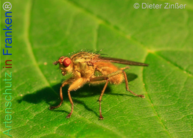 Bild zum Eintrag (1138629-160)