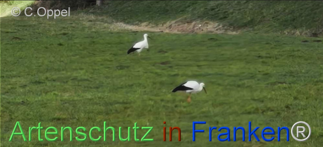 Bild zum Eintrag (1138637-160)