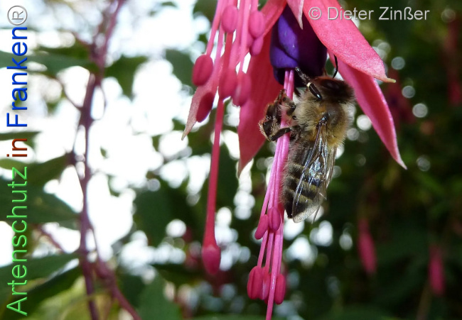 Bild zum Eintrag (1138647-160)