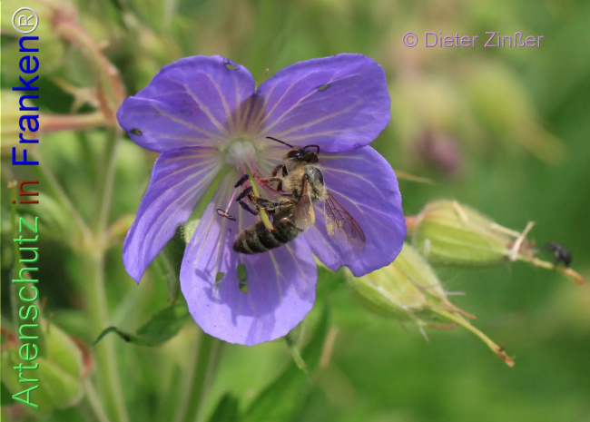 Bild zum Eintrag (1138714-160)