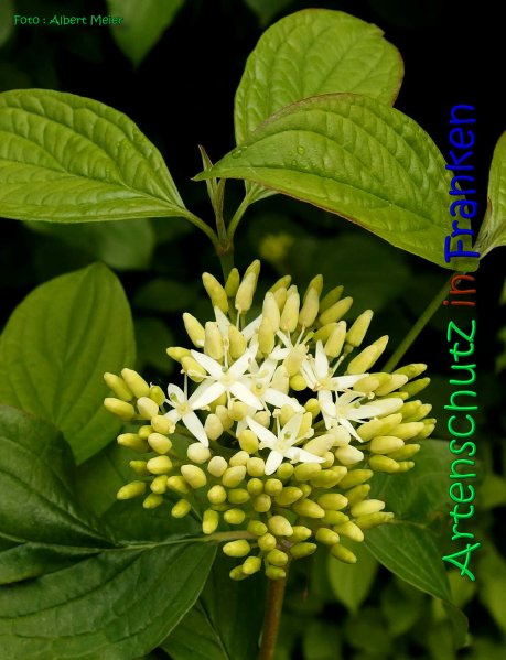 Bild zum Eintrag (1138802-160)