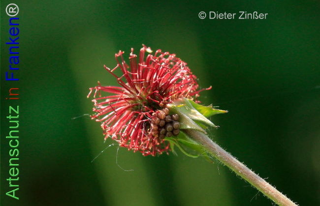 Bild zum Eintrag (1138818-160)