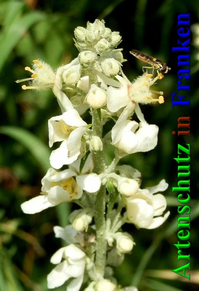 Bild zum Eintrag (1138868-160)