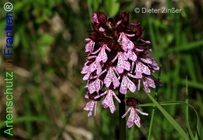 Bild zum Eintrag (1138875-160)