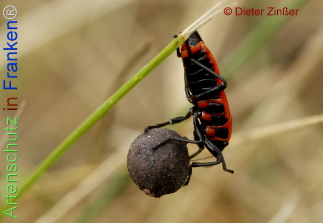 Bild zum Eintrag (1138932-160)