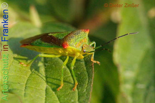 Bild zum Eintrag (1138949-160)