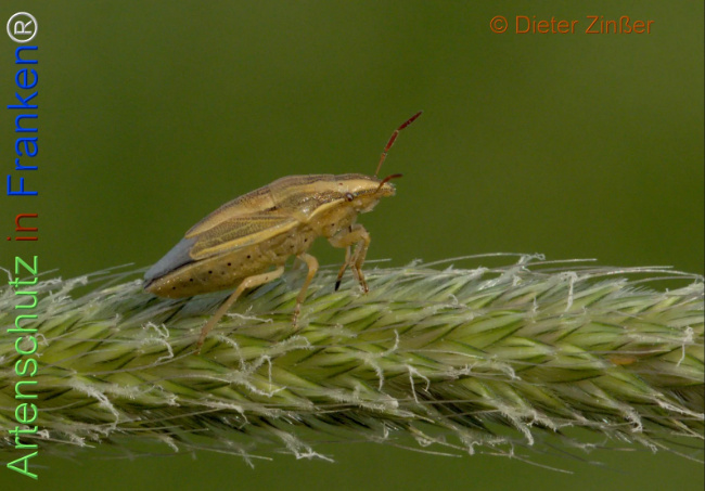 Bild zum Eintrag (1138966-160)