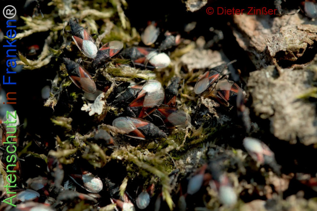 Bild zum Eintrag (1138990-160)