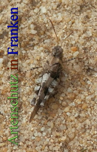 Bild zum Eintrag (1139002-160)