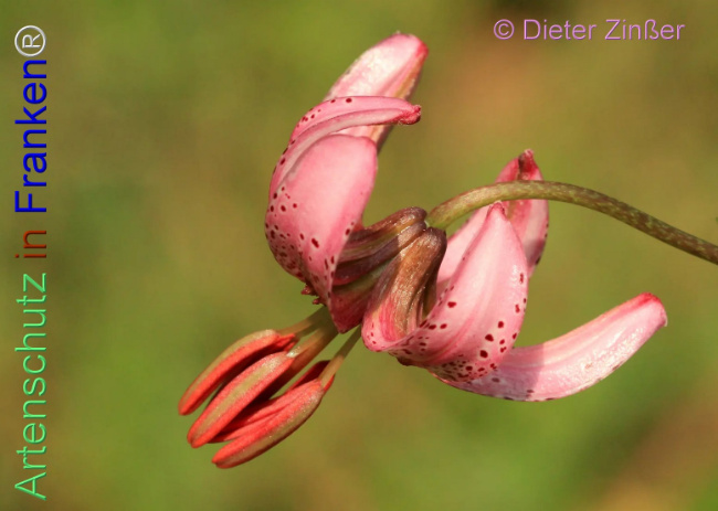 Bild zum Eintrag (1139017-160)