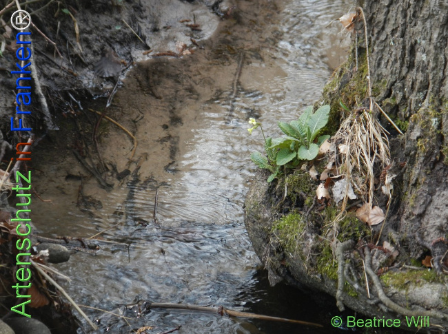 Bild zum Eintrag (1139112-160)