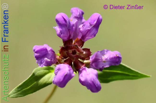 Bild zum Eintrag (1139147-160)