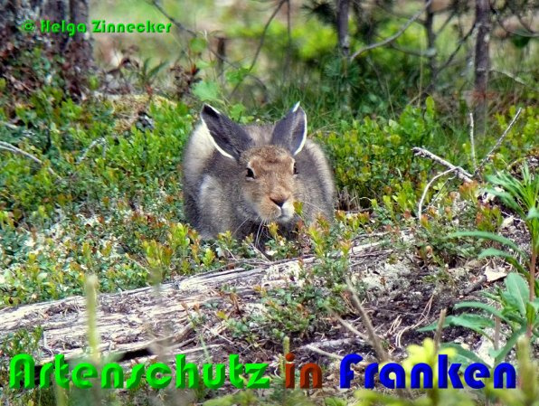 Bild zum Eintrag (1139188-160)