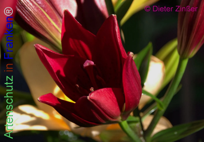 Bild zum Eintrag (1139201-160)