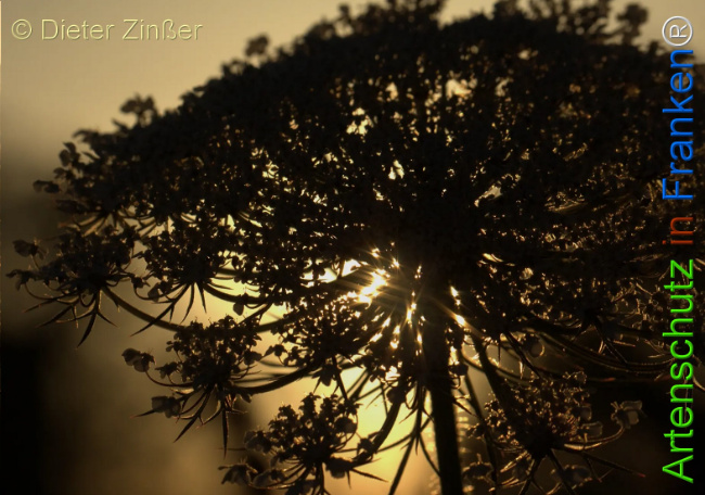 Bild zum Eintrag (1139225-160)