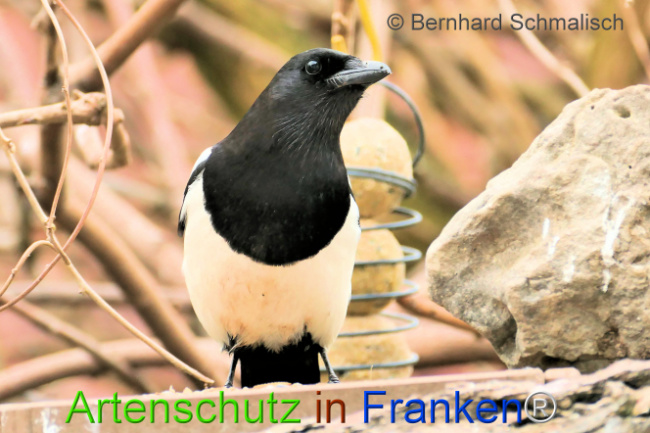 Bild zum Eintrag (1139317-160)