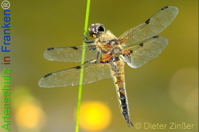 Bild zum Eintrag (1139333-160)