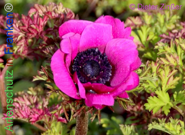 Bild zum Eintrag (1139411-160)