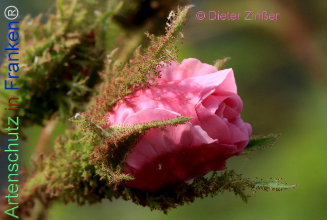 Bild zum Eintrag (1139430-160)