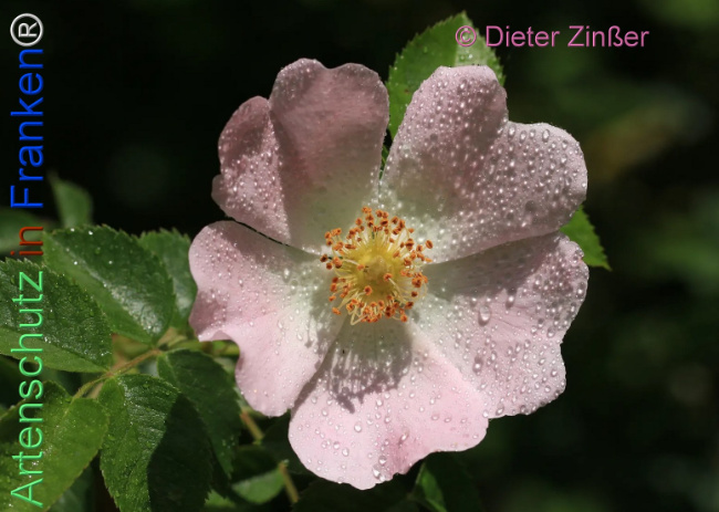 Bild zum Eintrag (1139447-160)