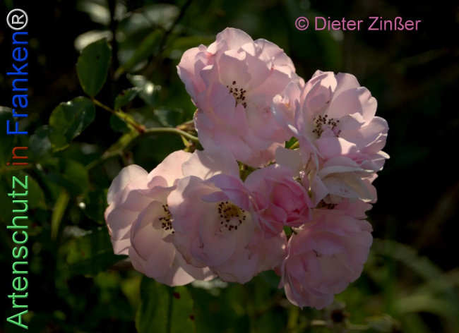 Bild zum Eintrag (1139455-160)