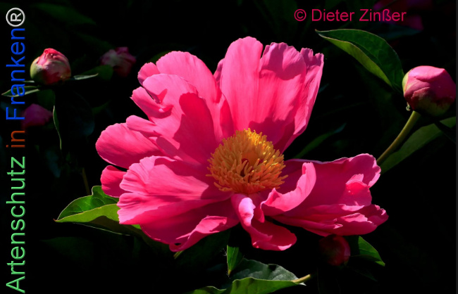 Bild zum Eintrag (1139478-160)