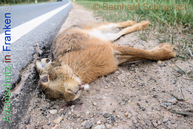 Bild zum Eintrag (1139495-160)