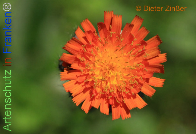Bild zum Eintrag (1139499-160)
