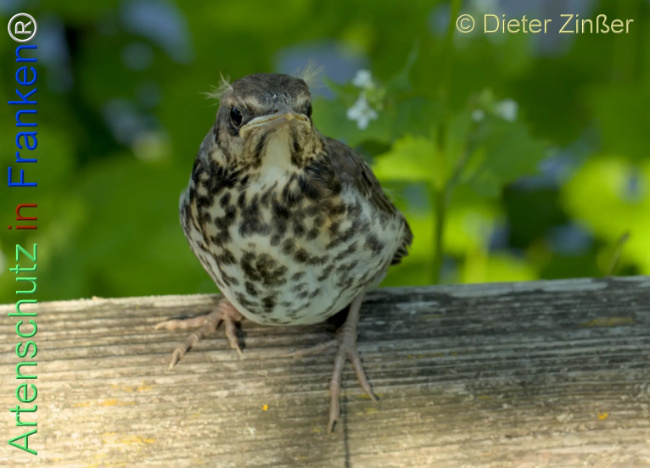 Bild zum Eintrag (1139529-160)