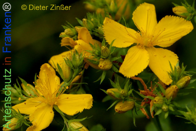 Bild zum Eintrag (1139556-160)