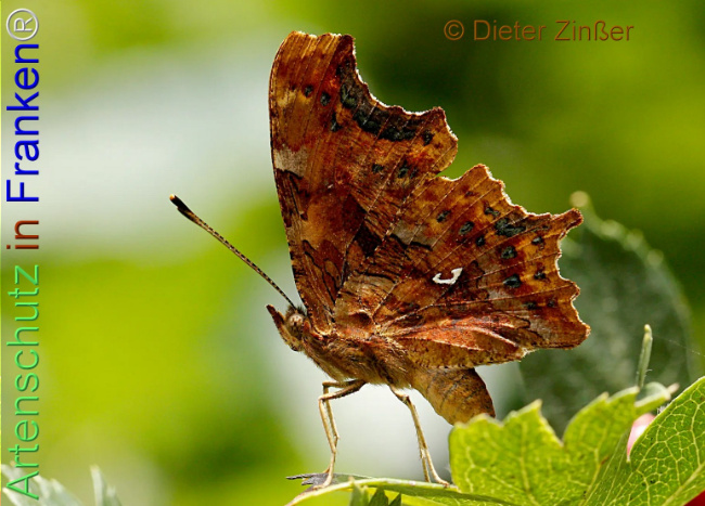 Bild zum Eintrag (1139603-160)
