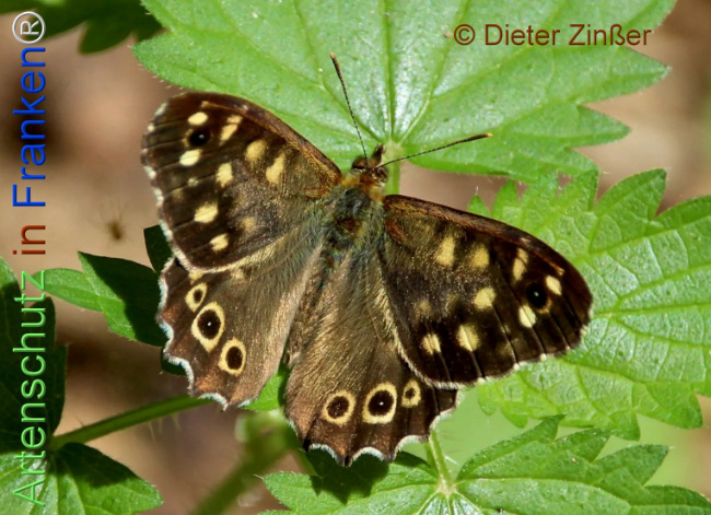 Bild zum Eintrag (1139669-160)