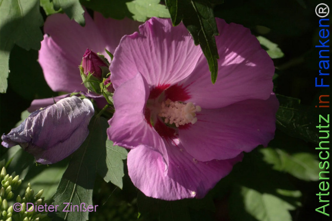 Bild zum Eintrag (1139670-160)