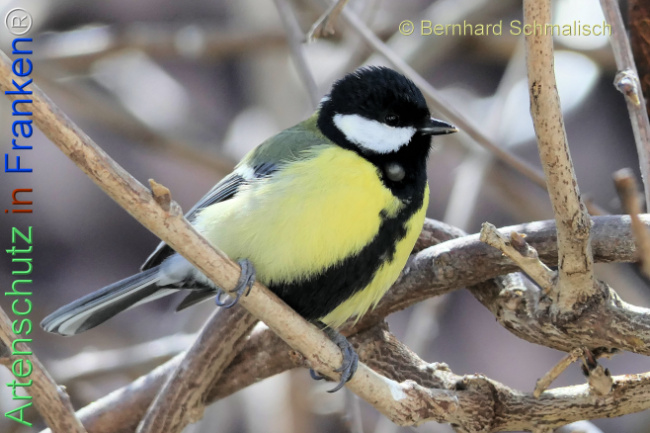 Bild zum Eintrag (1139671-160)