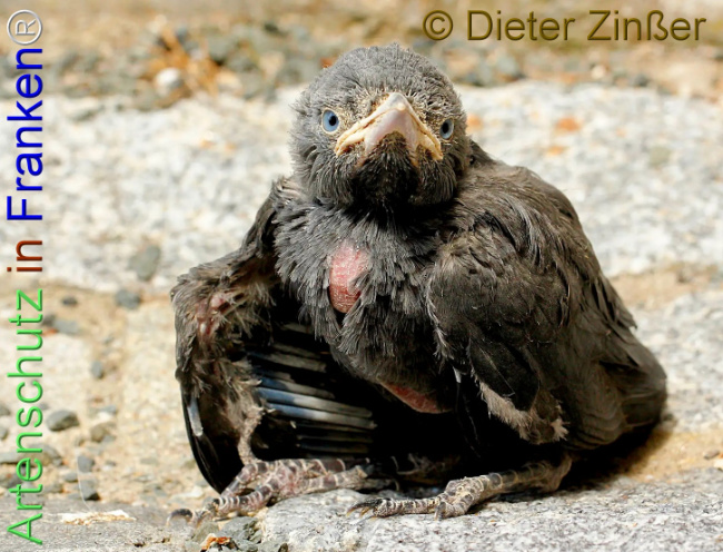 Bild zum Eintrag (1139673-160)