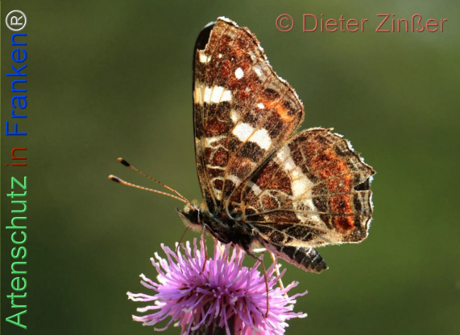 Bild zum Eintrag (1139674-160)